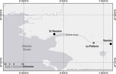 Impact of an exceptional winter flood on benthic oxygen and nutrient fluxes in a temperate macrotidal estuary: Potential consequences on summer deoxygenation